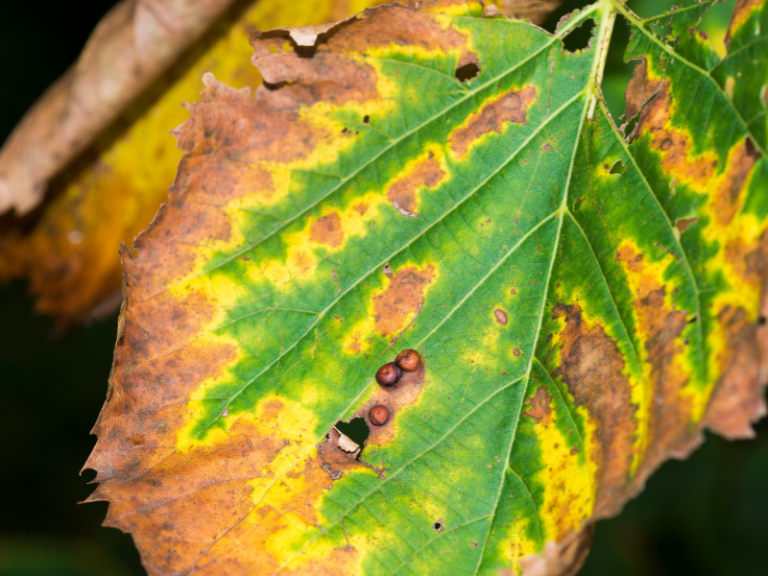 xylella-fastidiosa