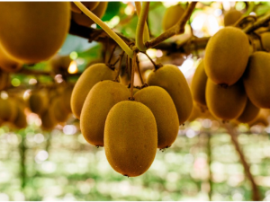 kiwi-zepsri-sungold