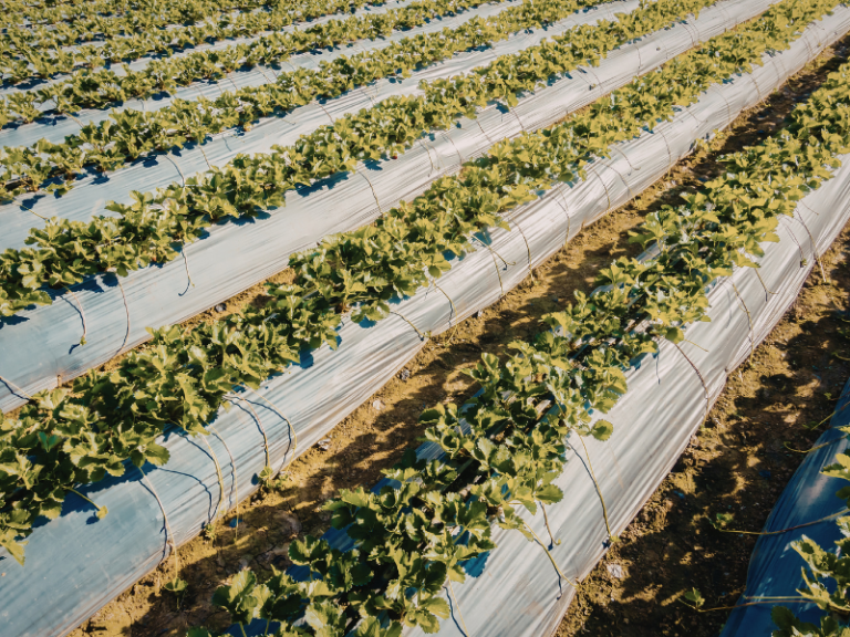 CULTIVOS-PERMANENTES