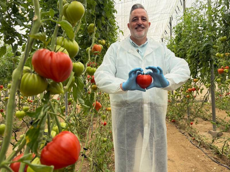 AMORTOMA tomate Yuksel Seeds