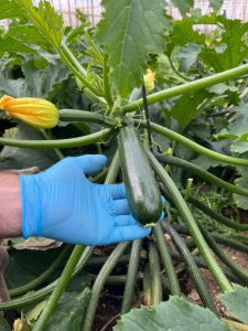 Calabacín Vamana HM.Clause