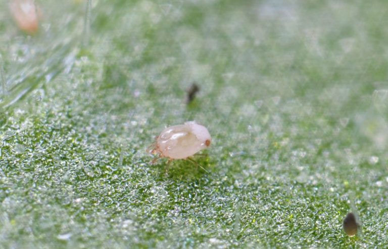 Carpoglyphus lactis adult