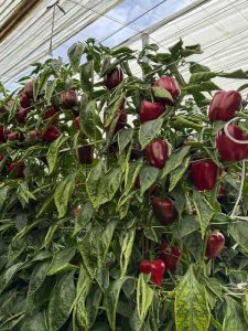 Cultivo de pimiento california 313 Lucho de Panora en la finca de Balerma, con color rojo intenso y cuatro cascos bien formados