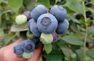 ONUBAFRUIT-VARIEDADES-DEMBA