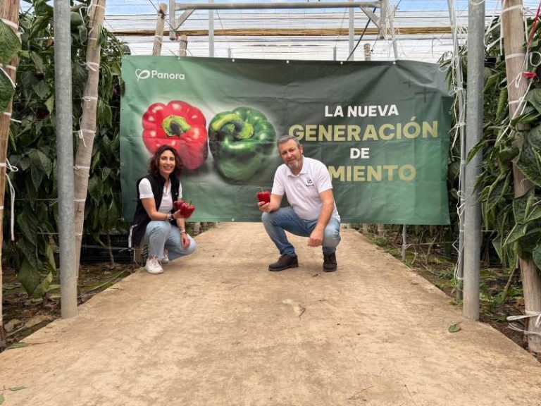 Eva María Jerez con Frutos de pimiento california 313 Lucho de Panora en la finca de Balerma, con color rojo intenso y cuatro cascos bien formados