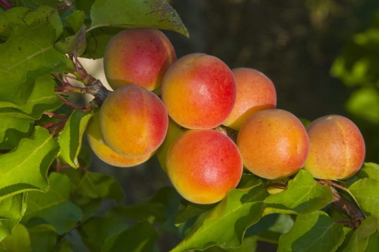 FRUTAS-WEB-0037-scaled-e1776766319969