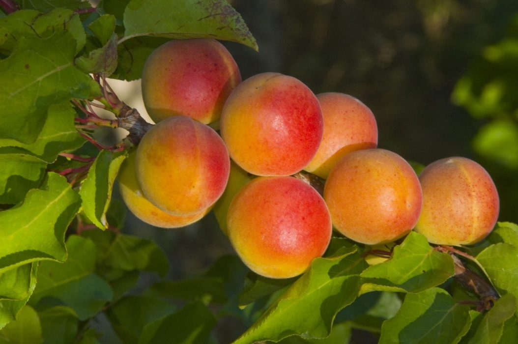 FRUTAS-WEB-0037-scaled-e1776766319969