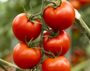 Fondon - Tomate Rama (1)