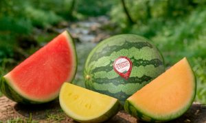 Gama sandías sin pepitas Bouquet