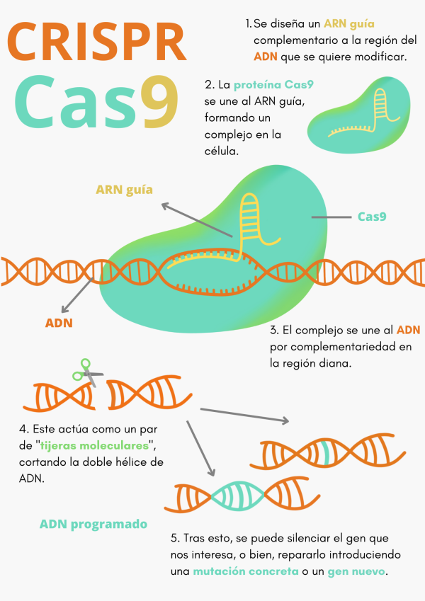 Infografia-CRISPR-CAS9