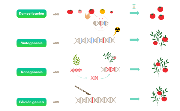 Infografia-mejora-vegetal