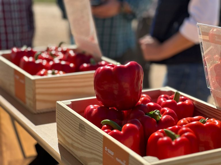 Jornada-de-campo-Kostantine
