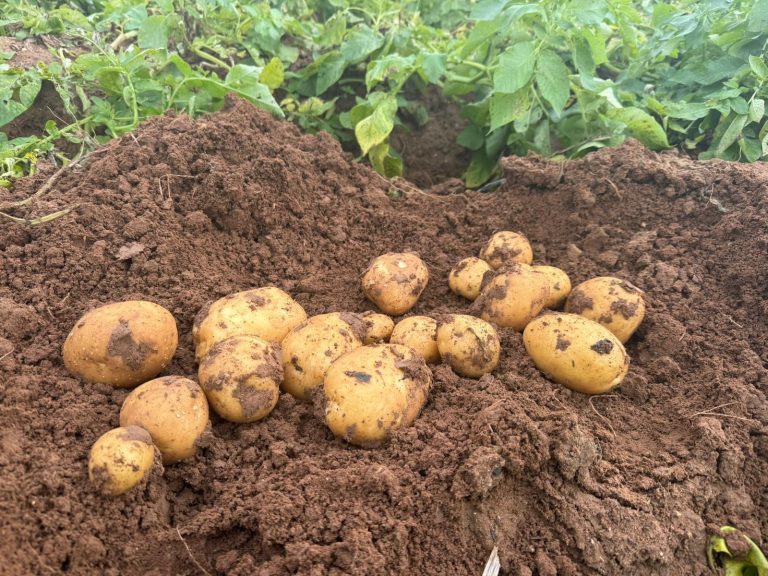 Patatas Campo 2026