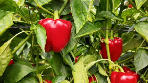 Quirino planta 3 abril 26