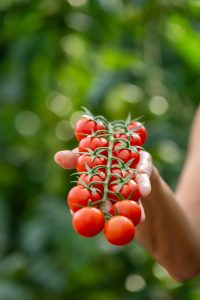 Recursos Nunhems 0057