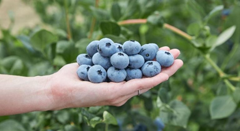 fall-creek-blueberry