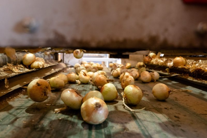 cebollas-lomar-produccion