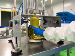 extraccion-corazon-pina-peris-01