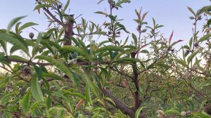 FRIO-COMUNIDAD-VALENCIANA