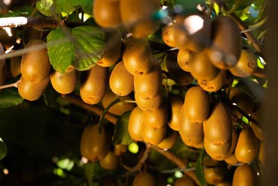 jingold-produzione-3