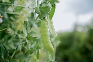 snow peas2 - peru