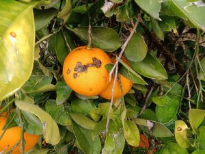 PEDRISCO_VEGA_BAJA_CITRICOS