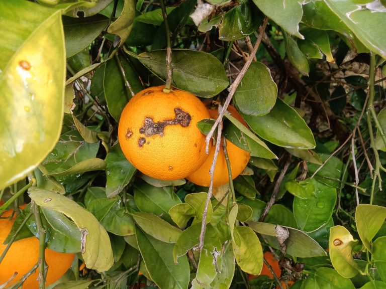 PEDRISCO_VEGA_BAJA_CITRICOS
