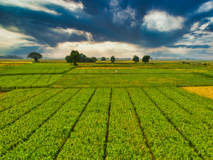 AGRICULTURA-ECOLÓGICA