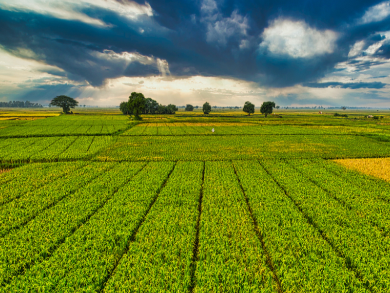AGRICULTURA-ECOLÓGICA