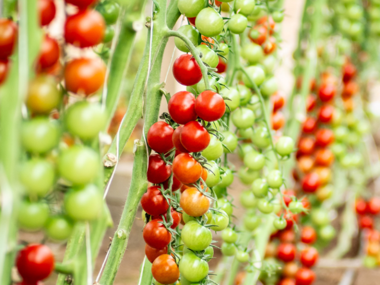 YUKSEL-SEEDS