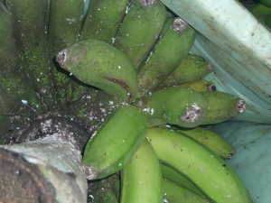 MOSCA-BLANCA-PLÁTANO