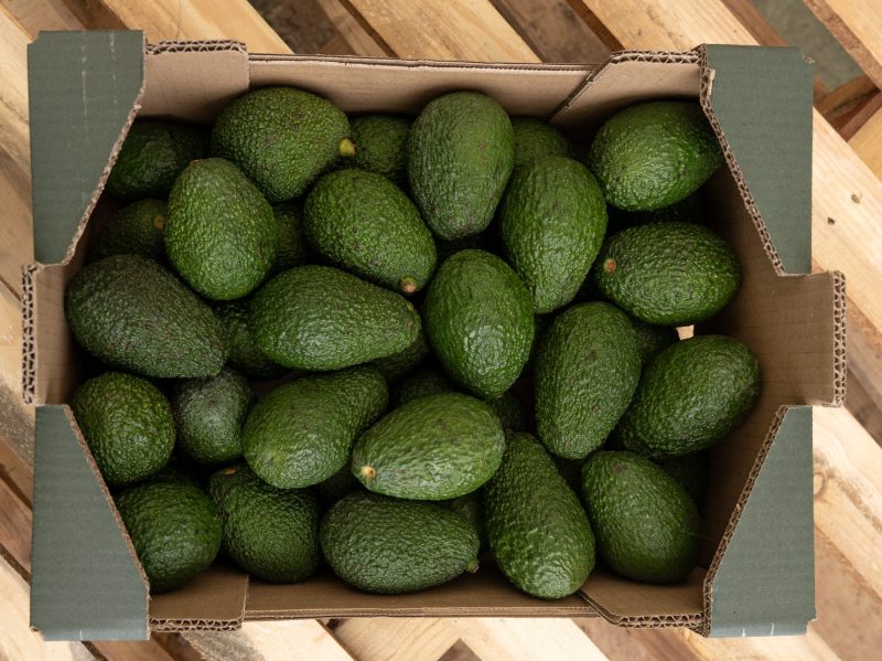 AGUACATE-MONTOSA