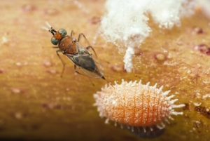 Anagyrus vladimiri_Citripar