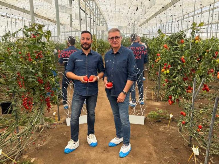 BASF Nunhems Demo Tomato Experience