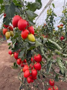 BASF Nunhems Demo Tomato Experience_Ivarian