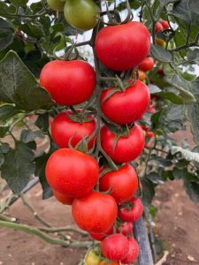 BASF Nunhems Demo Tomato Experience_nueva variedad