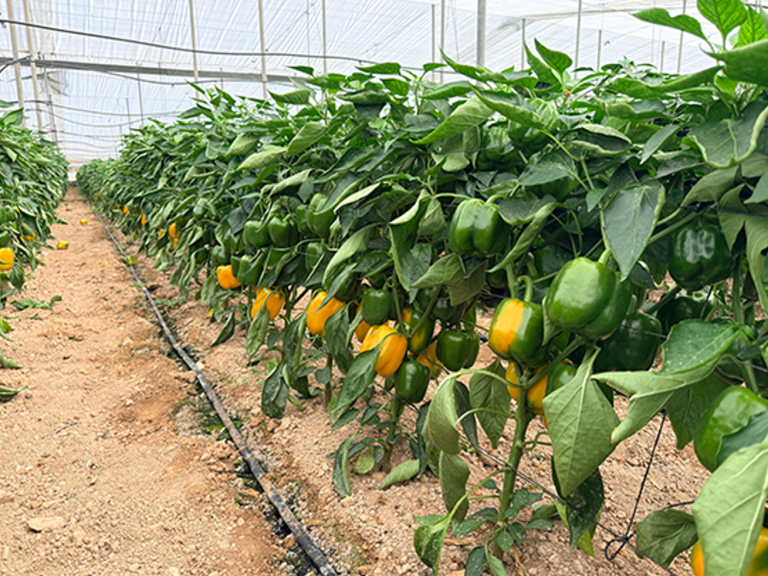 PIMIENTO