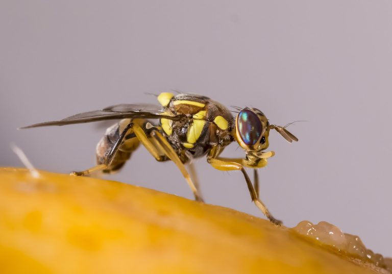 Foto recurso Bactrocera dorsalis