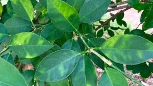 Foto recurso Clorosis nervial cítricos