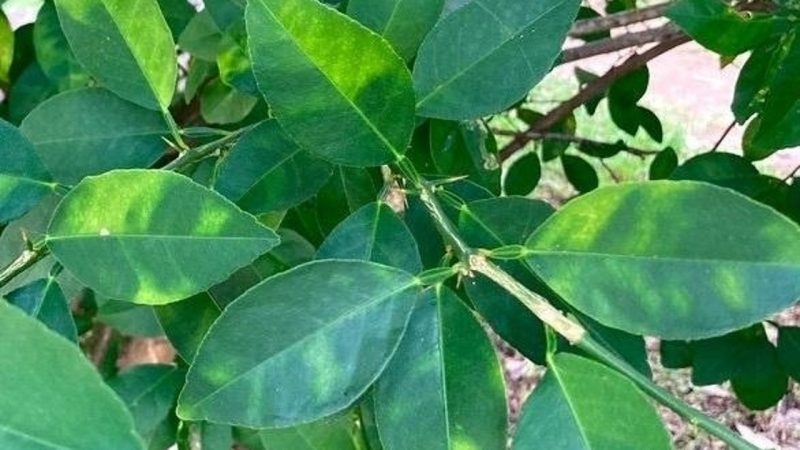 Foto recurso Clorosis nervial cítricos