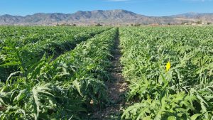 Jornada-tecnica-piloto-biodiversidad-VLC