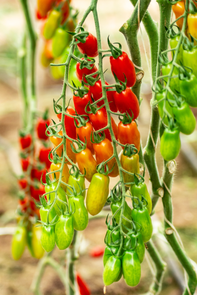 YUKSEL-SEEDS