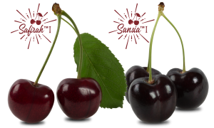 Photo - Safirah and Sansia Cherries