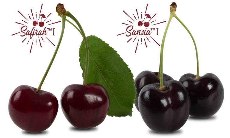 Photo - Safirah and Sansia Cherries