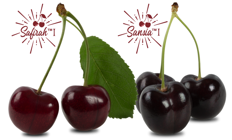 Photo - Safirah and Sansia Cherries