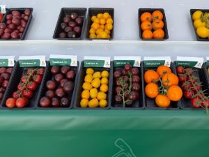 Variedades de tomate de Yuksel_Visita al YUKSEL EXPERIENCE SHOWCASE en Holanda