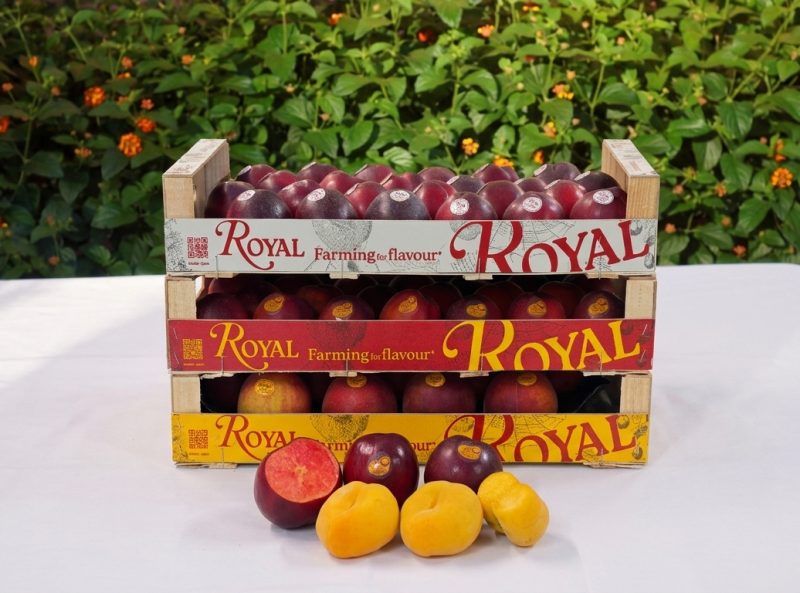 ROYAL-FRUIT