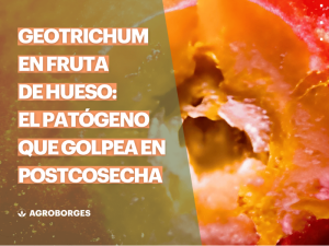 Geotrichum-candidum