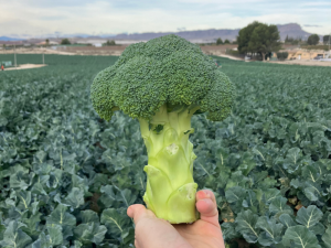 BAYER-BROCCOLI