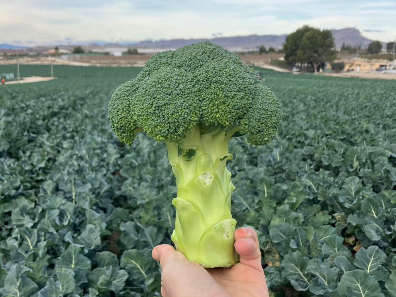BAYER-BROCCOLI